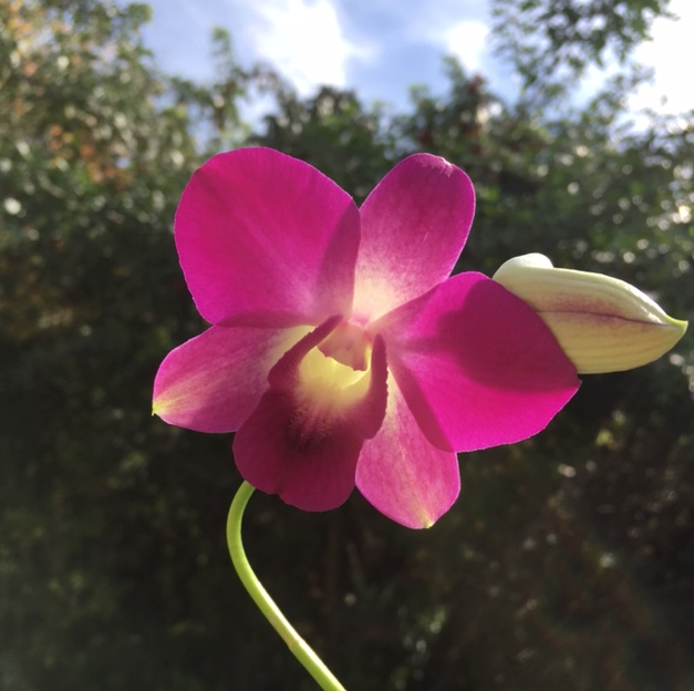 blooming pink orchid