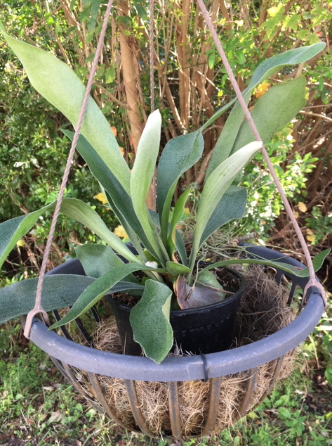 Staghorn fern