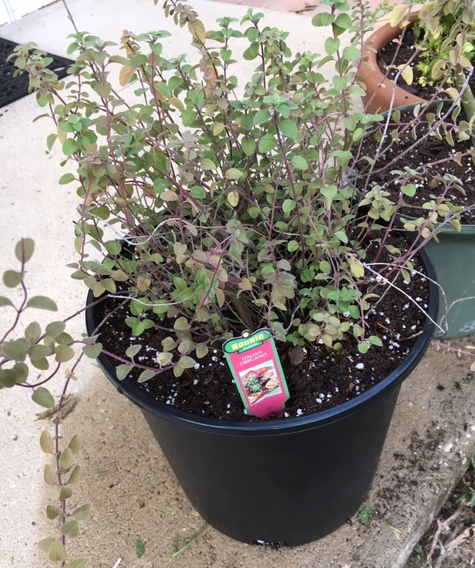 Italian oregano