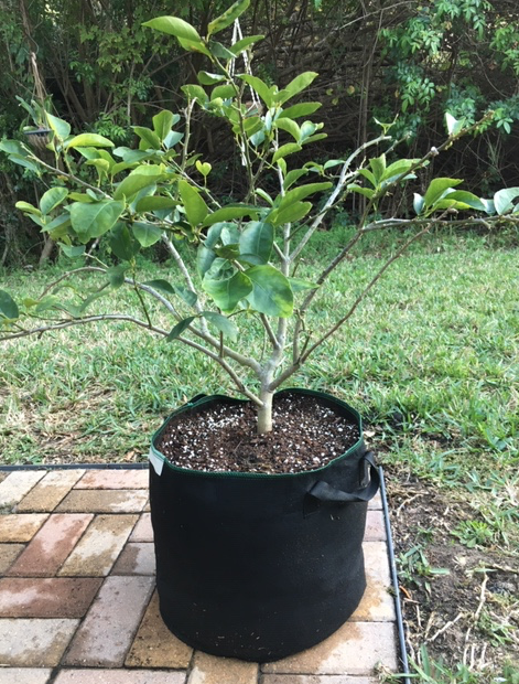Lime tree in fabric pot