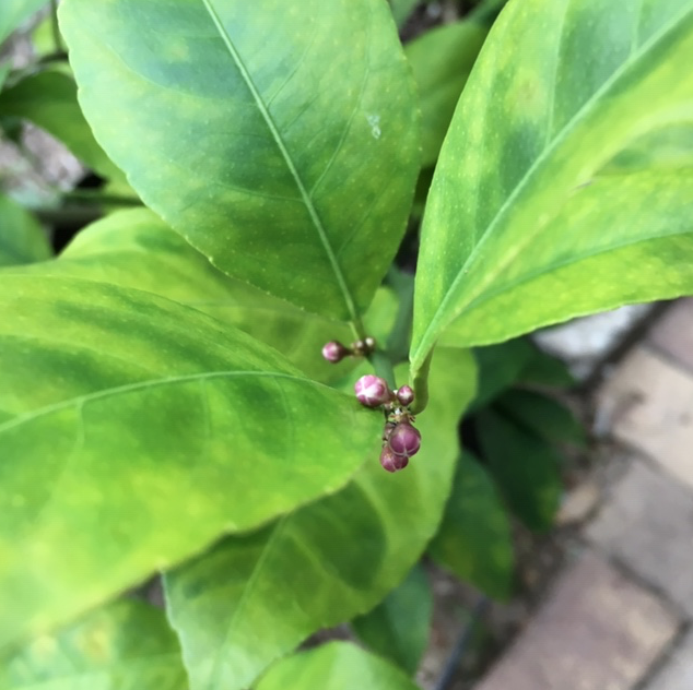 Pink flower buds on the lemon tree