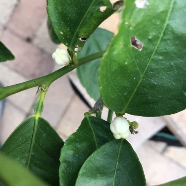White flower buds on lime tree
