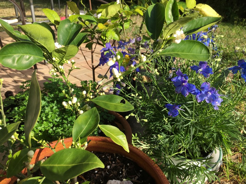 orange tree flowers