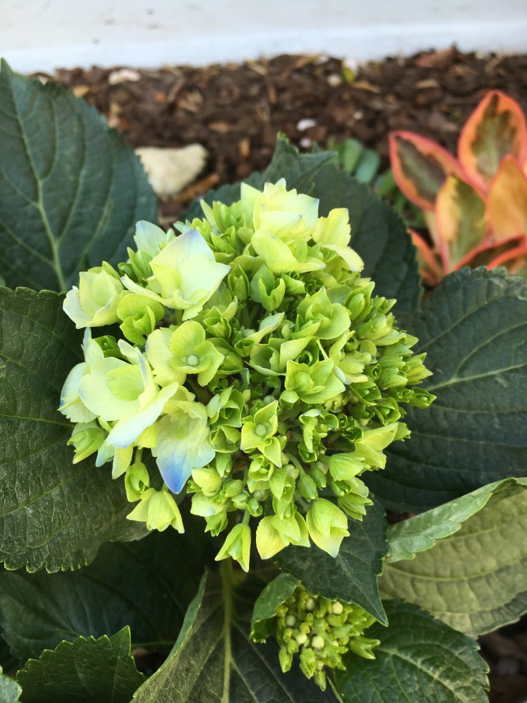 Florida hydrangea flower