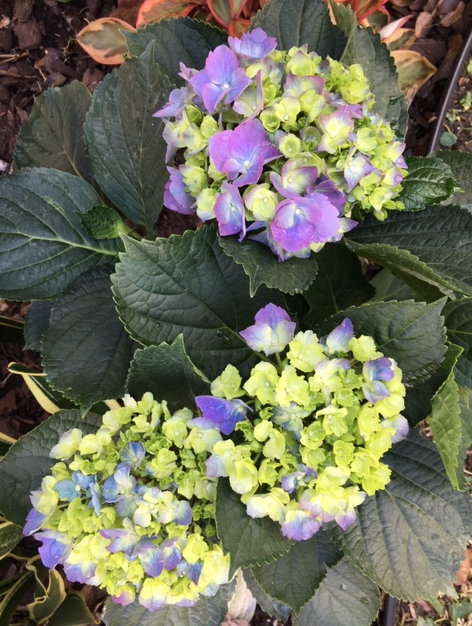 hydrangea buds