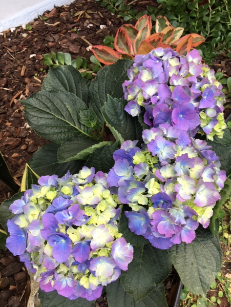 purple hydrangea flowers
