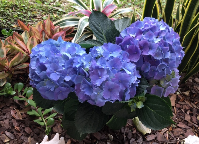 blue hydrangea