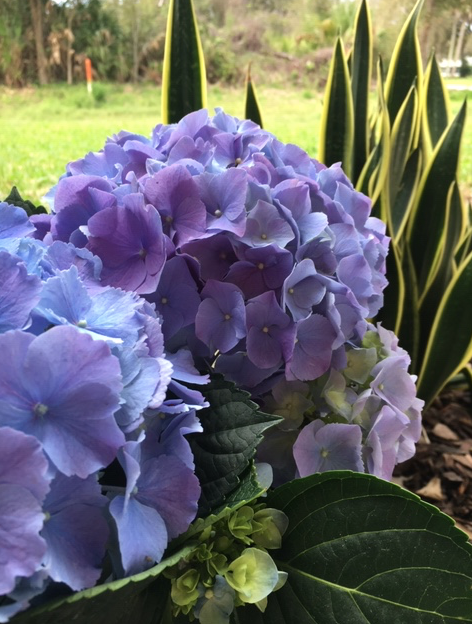 blue hydrangeas