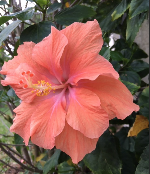 double orangea hibiscus