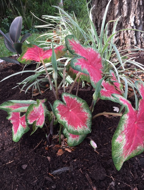 pink caladiums