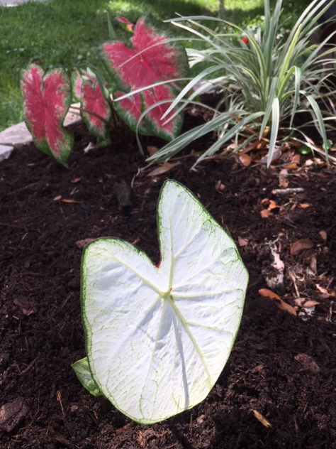 white leaves caladium
