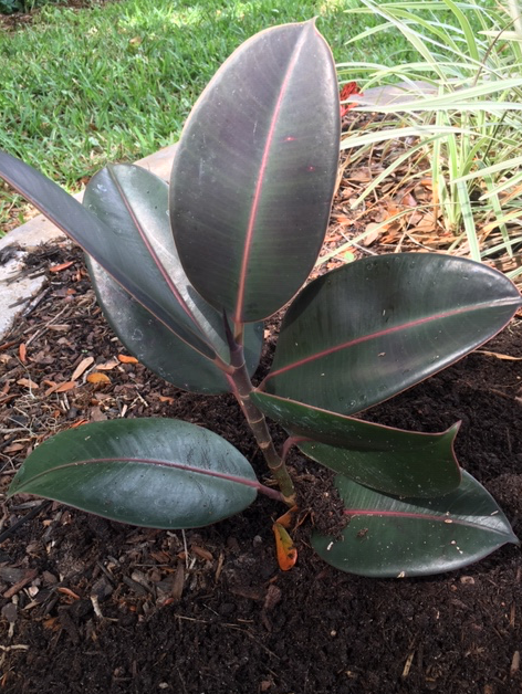 Rubber tree growing outside in my Florida yard