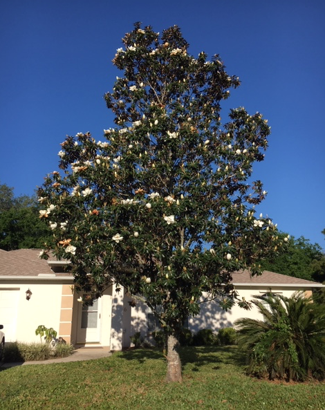 Flowering magnolia