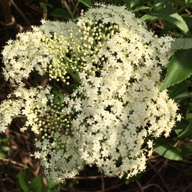 Elderberry flowers