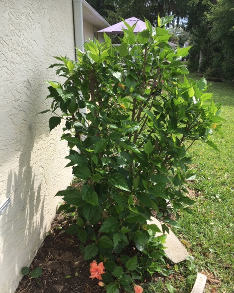 May hibiscus filling out with leaves and buds after a trim