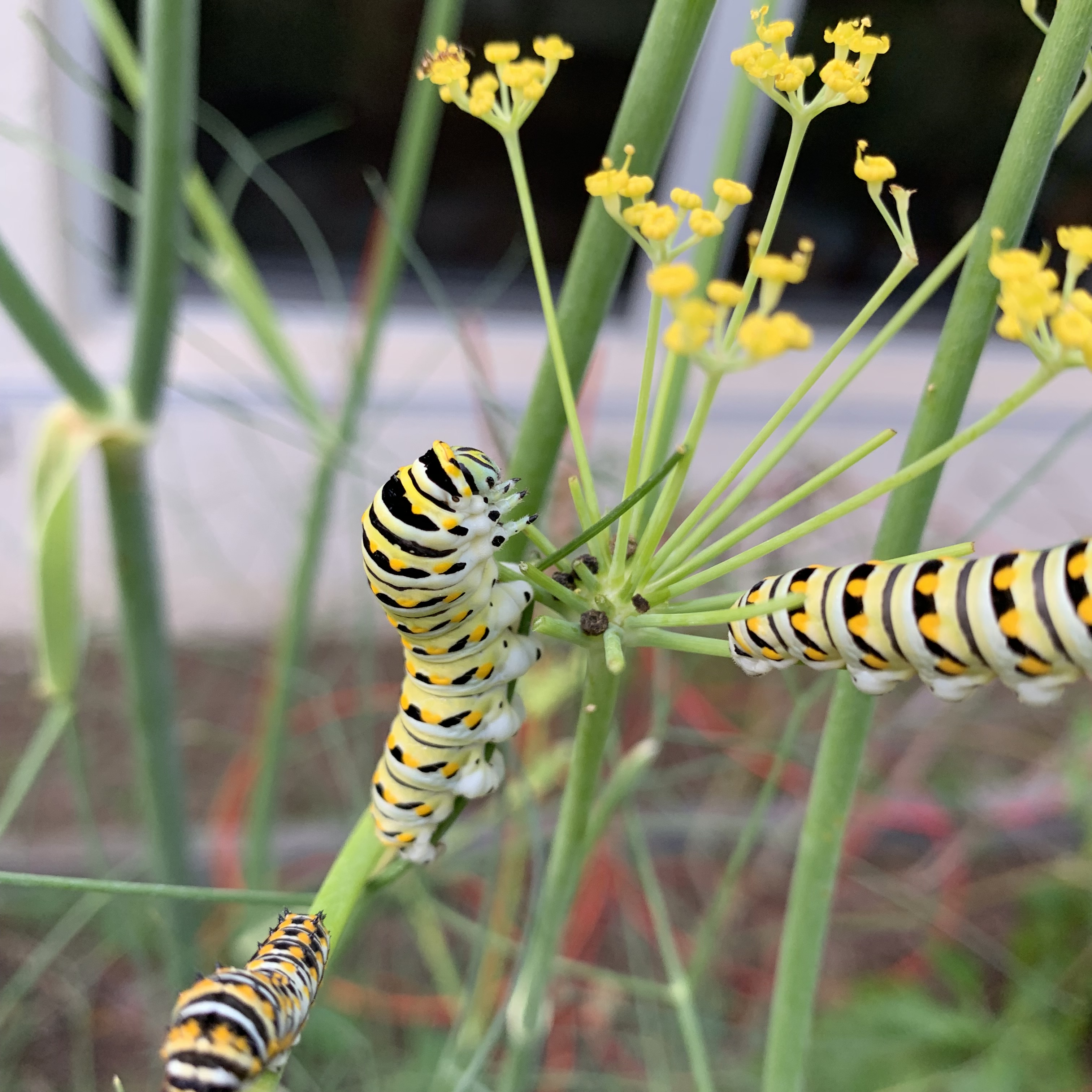 swallowtail caterpillars