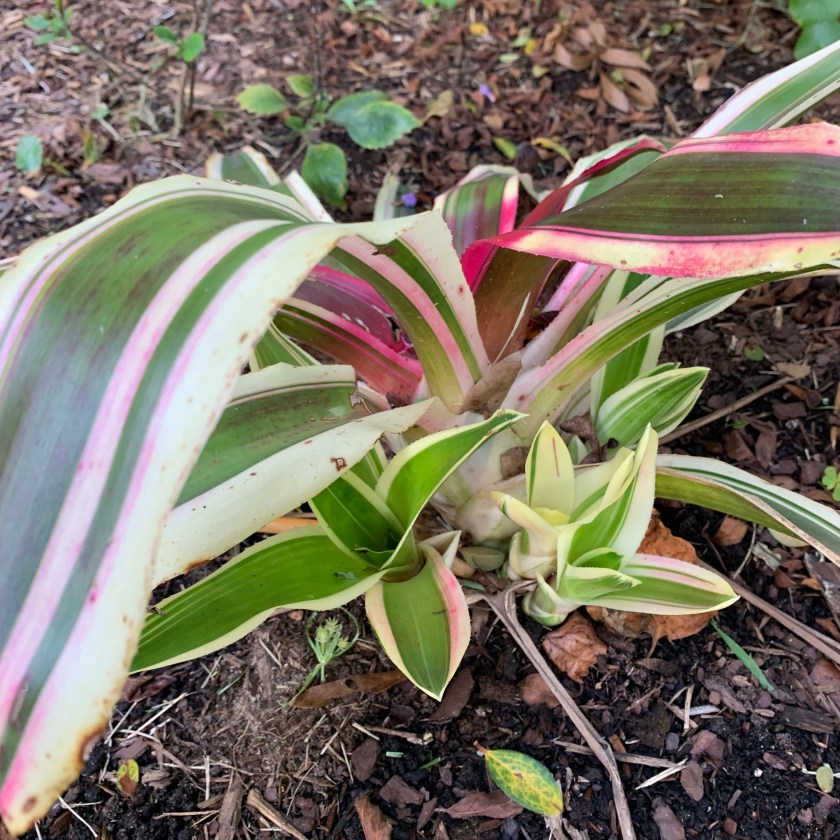 Bromeliads