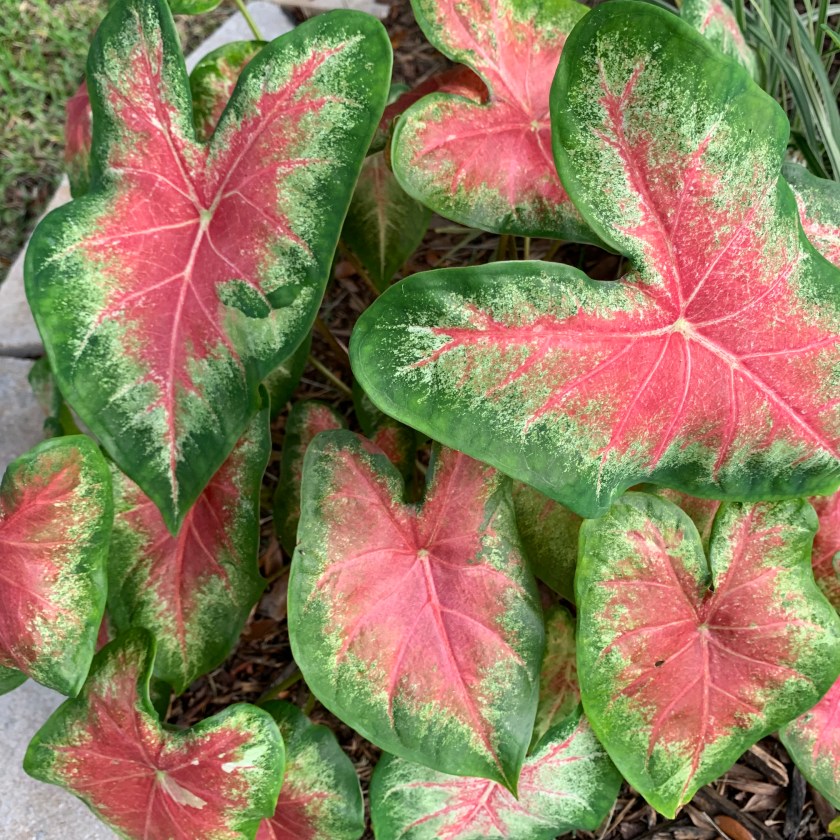 red leafed caladiums