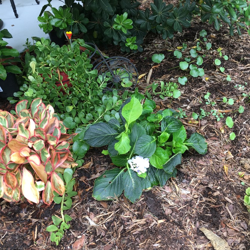 hydrangea shrub