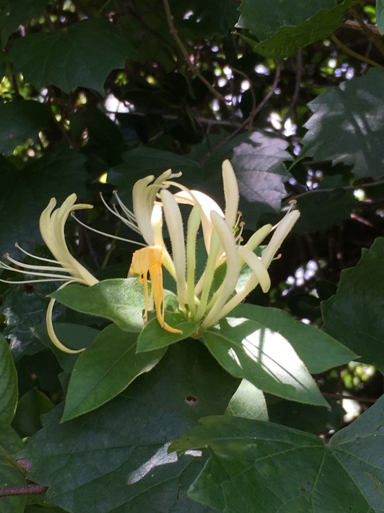 Florida invasive species Japanese Honeysuckle