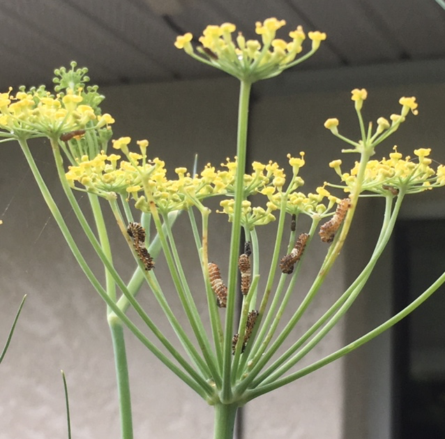 Swallowtail larvae on fennel flowers