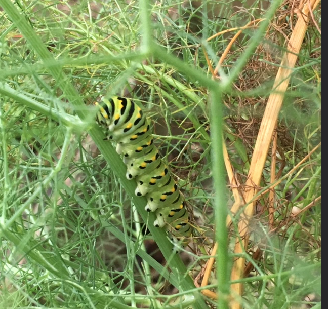 Swallowtail worm on fennel