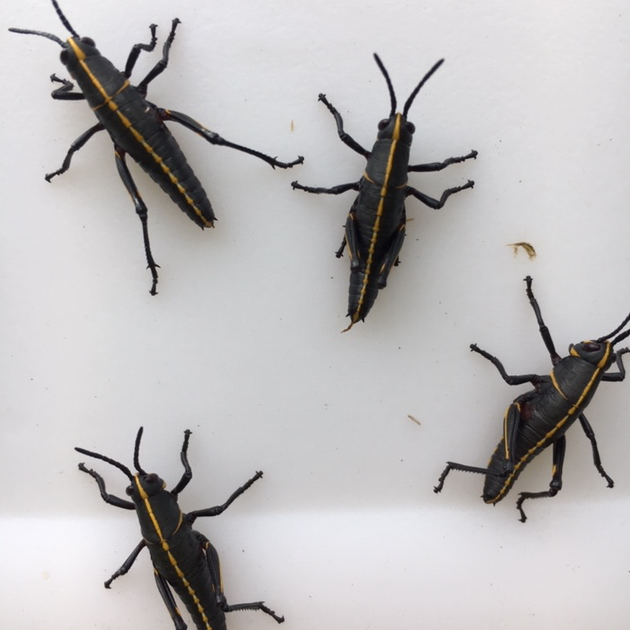 Lubber grasshoppers