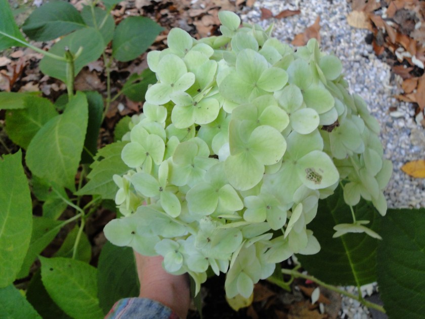 green hydrangea on the bush
