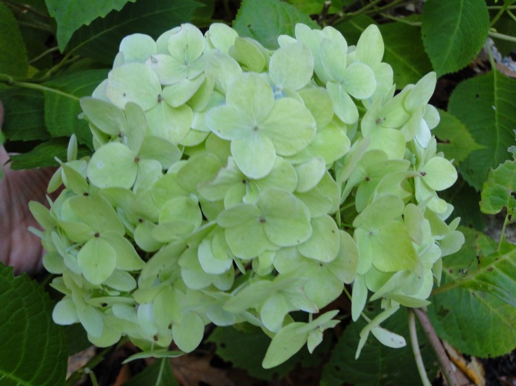 Green hydrangea flower