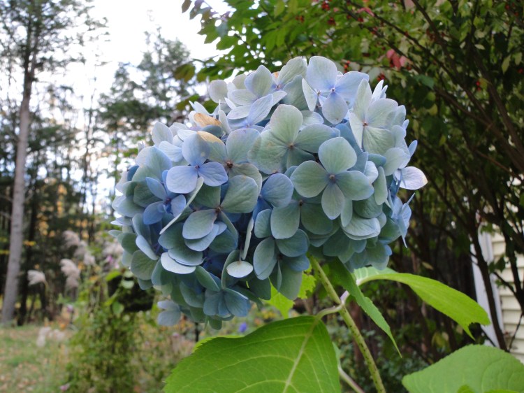 faded blue hydrangea on plant