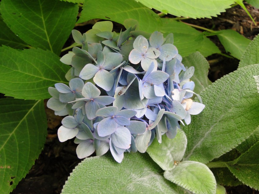 fading blue hydrangea