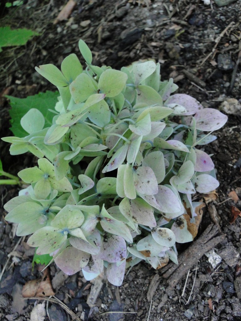 green hydrangea