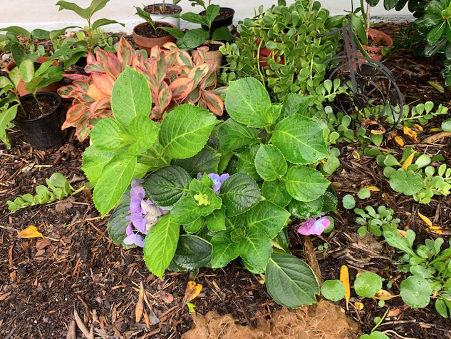 Growing hydrangeas in Florida