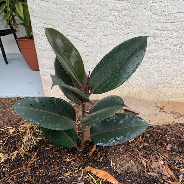 small rubber tree outdoors