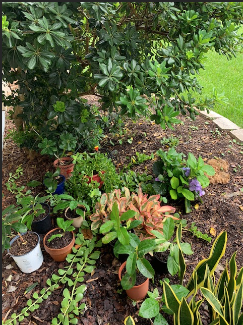 Florida garden with hydrangea