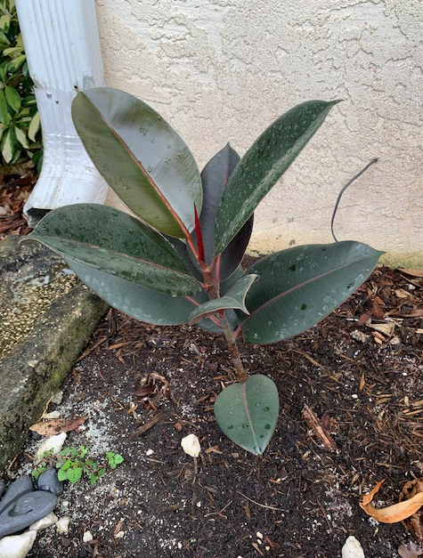 Small outdoor rubber plant