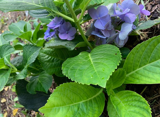 hydrangea plant
