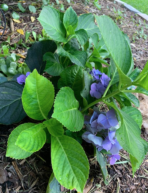 Update on Garden Hydrangea, Surviving&nbsp;Summer