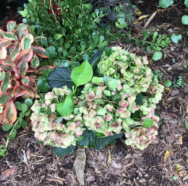 blue flowers turning green