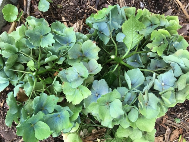 blue to green hydrangea flowers