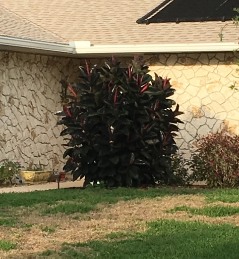 large rubber tree plant