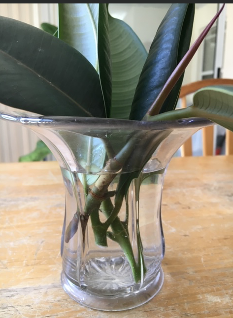 rebber plant cuttings