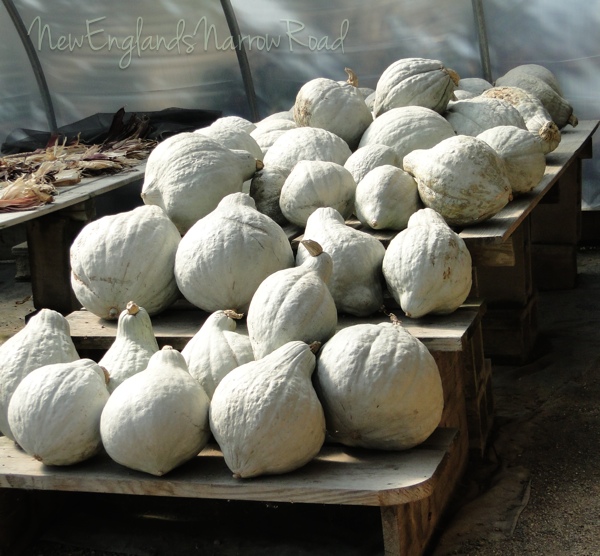 Hubbard squash for sale at Tenney Farms in Antrim, NH