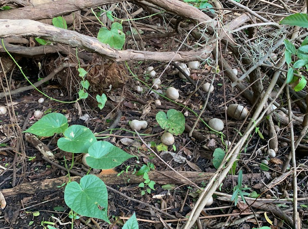 Florida air potatoes