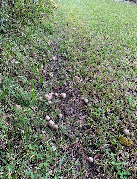 Potatoes dropped along the edge of my yard