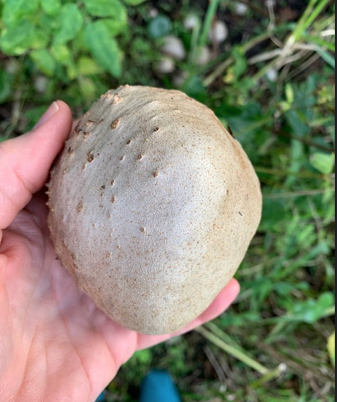large air potato in Florida