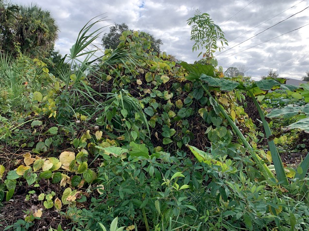Potato vines smothering vegetation