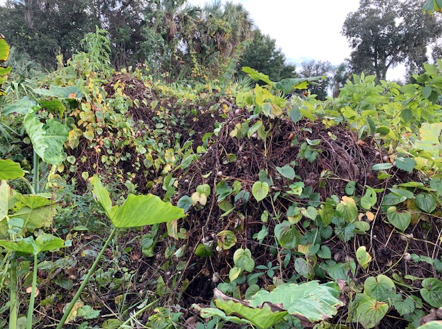 potato vines