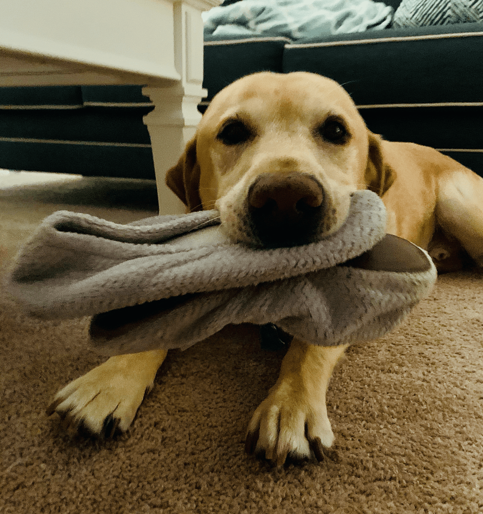 Dog sitting at Christmas with a yellow lab