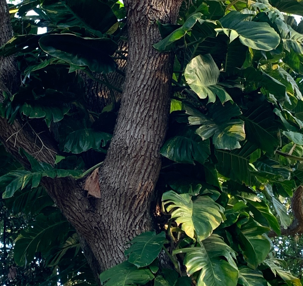 Spring in Florida is Like Fall Only&nbsp;Uglier